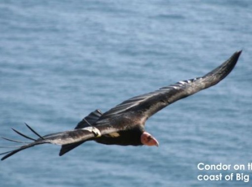 Guns don’t kill birds, bullets do