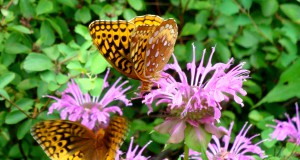 Let your taste buds blossom with flowery flavor