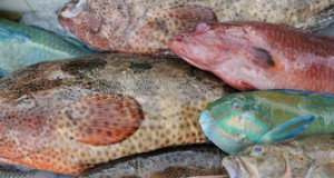 How the Soy Industry Is Making Factory Fish Farming Even Worse