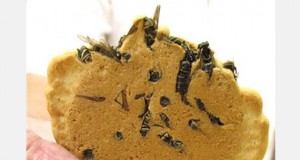 Taking a bite on the wild side