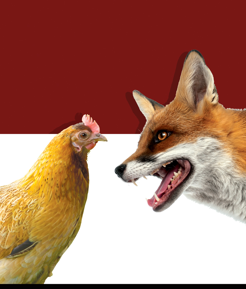 Foxes in the henhouse