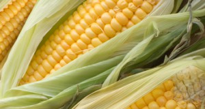 Dude, Where’s My Corn?