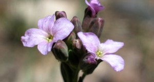 Colorado Wildflower Copes With Climate Change