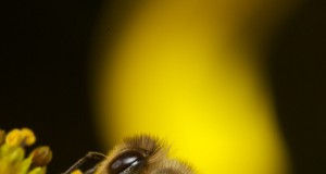 EPA Tells Beekeepers to Buzz off Despite Chronic Bee Kills Linked to Pesticides