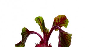 GMO sugar beets get the green light