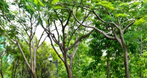 As Drought Marches on, Can Chicagoans Help Save 10,000 Trees?