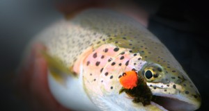 Battle cry issued from 180,000 opponents of Pebble Mine