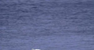 In the climate struggle, a hunt for realistic solutions