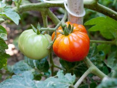 City Council helps gardens grow