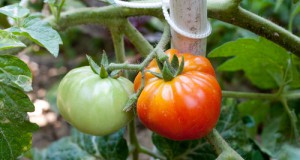 City Council helps gardens grow