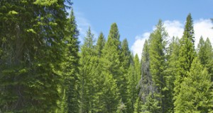 Industry lawsuit attacks science and sustainability on national forests