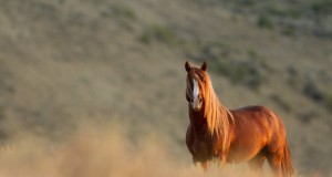 Arts | Week of August 16, 2012