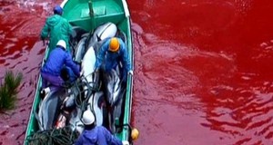 Rally to protest dolphin hunting Aug. 31