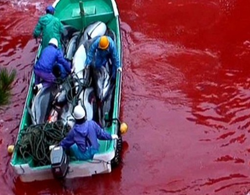 Rally to protest dolphin hunting Aug. 31