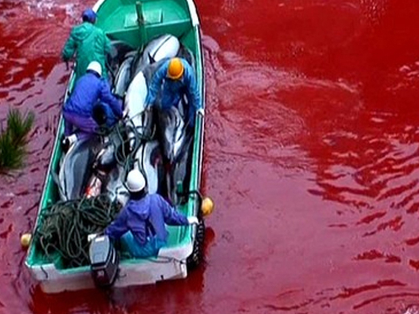 Rally to protest dolphin hunting Aug. 31