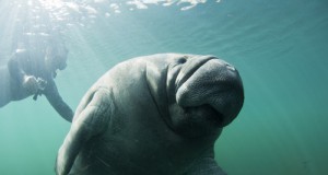 The lighter side of environmental news: A really cute baby manatee