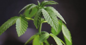 Commentary: Medical marijuana and taxes