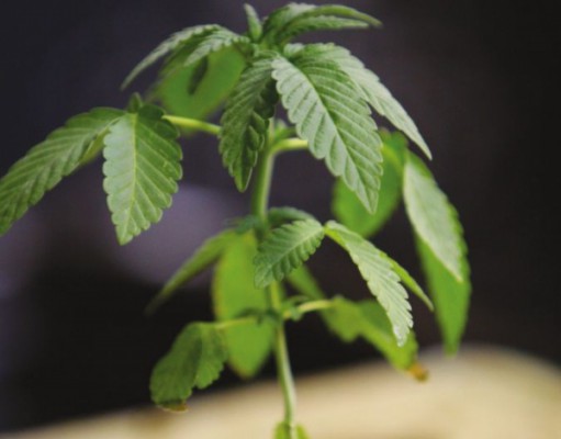 Commentary: Medical marijuana and taxes