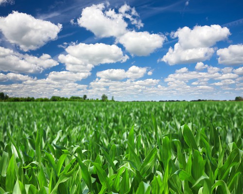 Occupy Monsanto protests shut down Monsanto distribution center