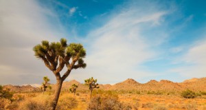 Access Fund: ‘Egregious’ illegal climbing at Joshua Tree