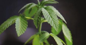 The censored arguments for Proposition 64