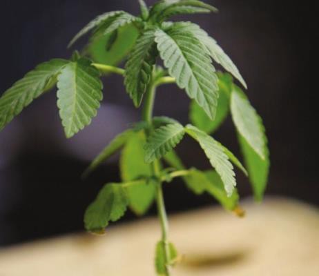 The censored arguments for Proposition 64