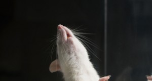 Is GMO, Roundup study too tough on Monsanto?