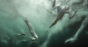 Photo gallery: Incredible images from the British Wildlife Photography Awards