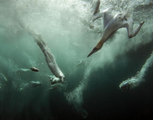 Photo gallery: Incredible images from the British Wildlife Photography Awards