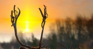 New sport snow-kiting blamed for reindeer fear