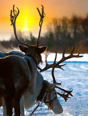 New sport snow-kiting blamed for reindeer fear