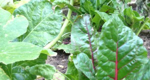 Mother Nature knows best