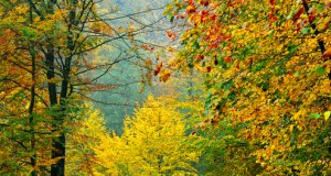 The end of fall foliage: Why leaves’ colors are fading