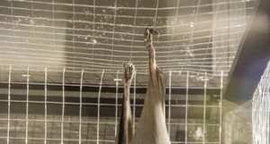 It’s the Year of the Bat