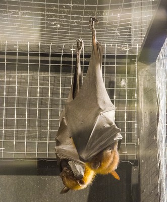 It’s the Year of the Bat