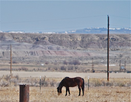 Bureau of Land Management abdicates obligation to manage our wild equines humanely
