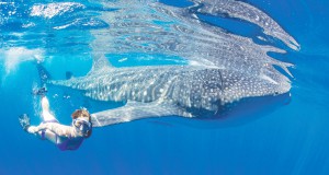 Oceans studied and celebrated at second annual Making Waves