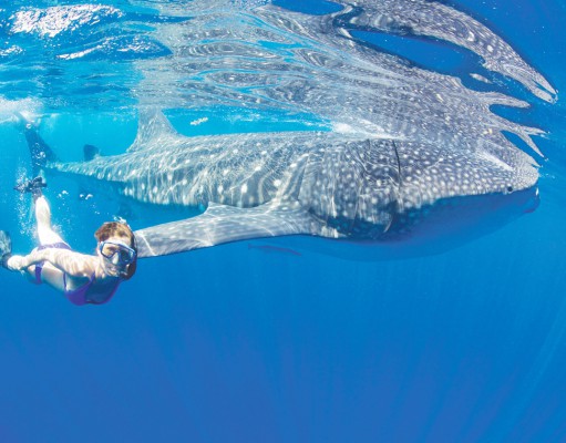 Oceans studied and celebrated at second annual Making Waves