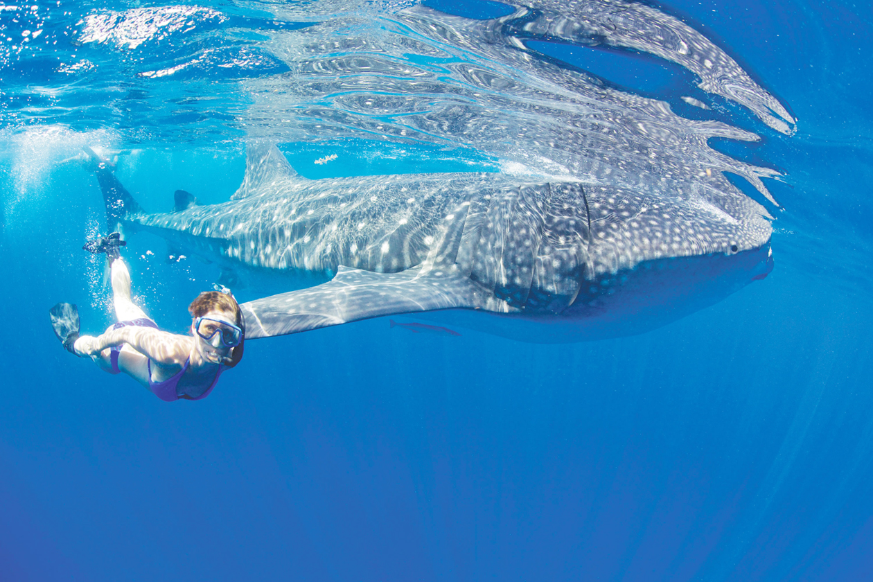 Oceans studied and celebrated at second annual Making Waves