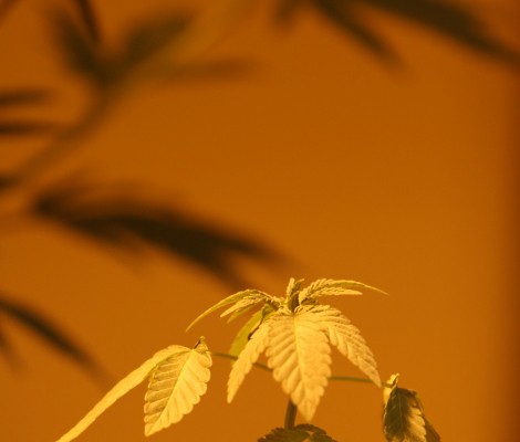 The City of Boulder’s pot power grab