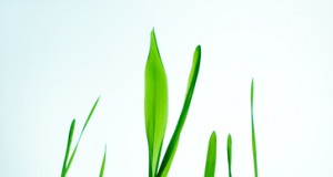 Even if defeated, anti-GMO movement gains ground