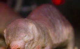 Mole rats found to synthesize protein to prevent cancer