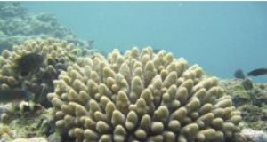 Eco-briefs | Colorado Bioneers turns 10