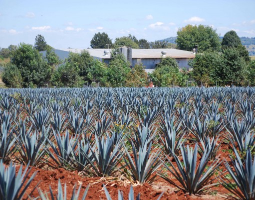 New tequila brand brings Mexican tradition to Boulder in a bottle