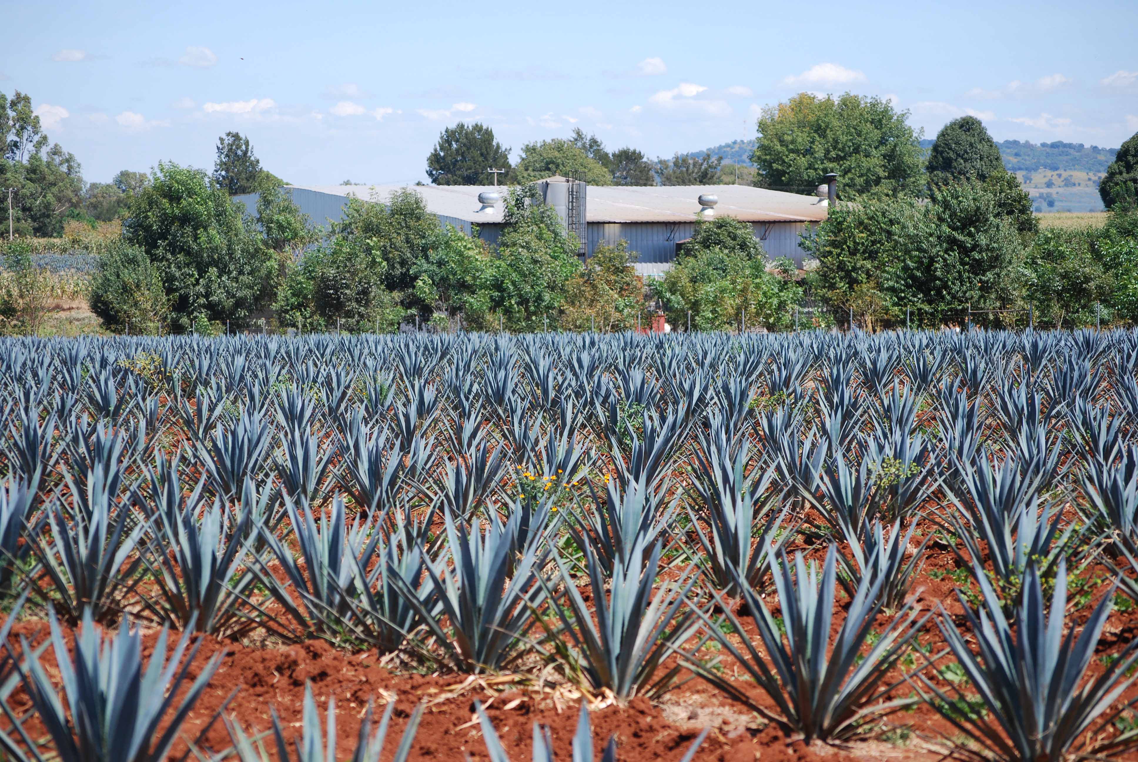 New tequila brand brings Mexican tradition to Boulder in a bottle