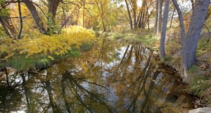 Betting on conservation