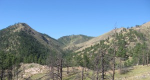 Colorado forests, they are a-changin’