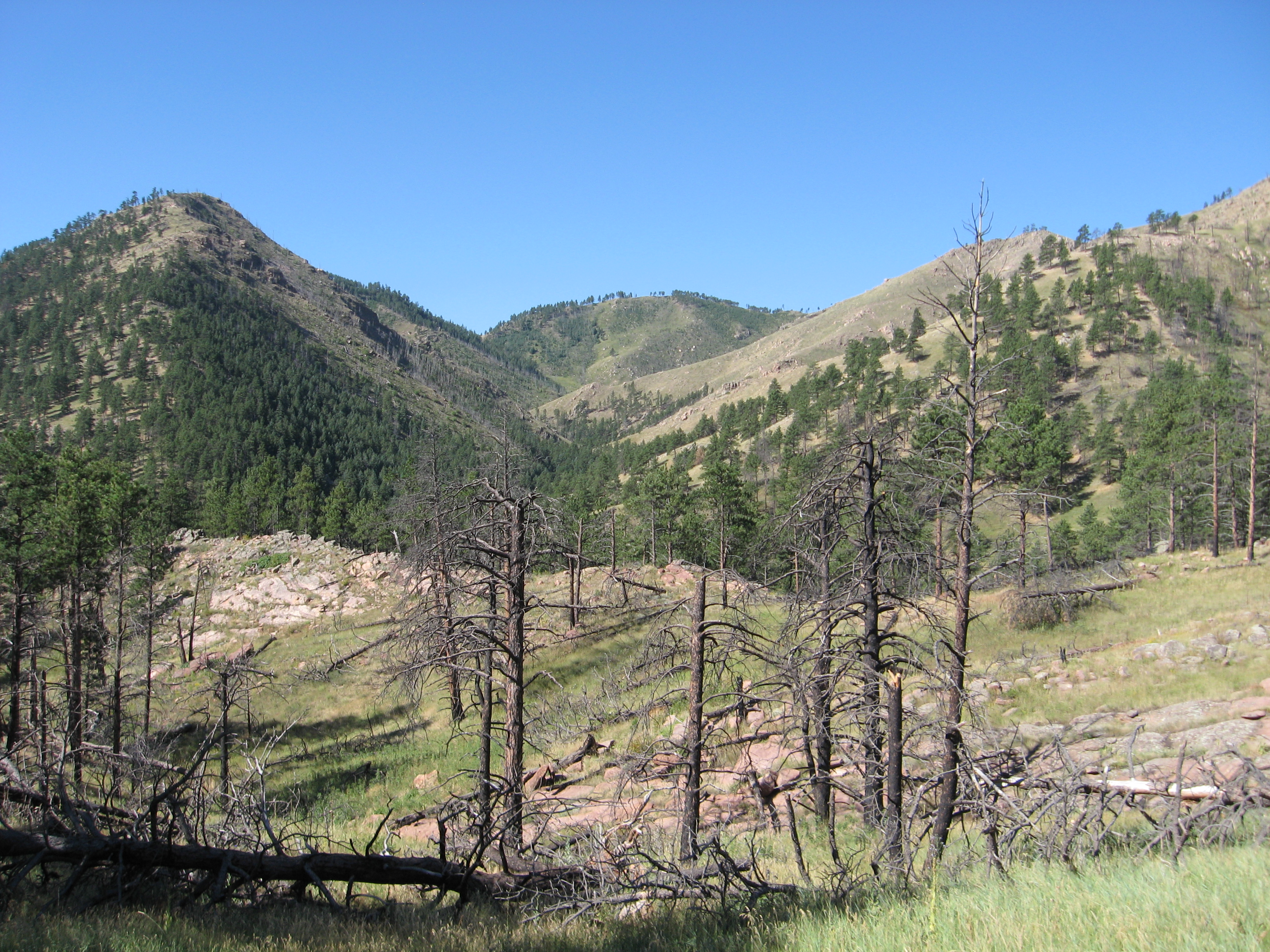 Colorado forests, they are a-changin&rsquo;