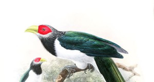 Eco-briefs | Transformations in ornithology in Sri Lanka