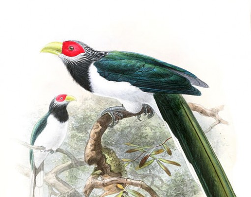 Eco-briefs | Transformations in ornithology in Sri Lanka